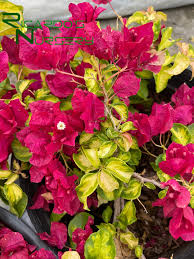 Image result for bougainvillea