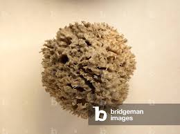 Attēlu rezultāti vaicājumam “Spongia”