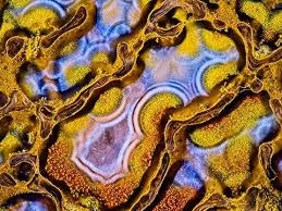 Attēlu rezultāti vaicājumam “Didymium clavus macro”