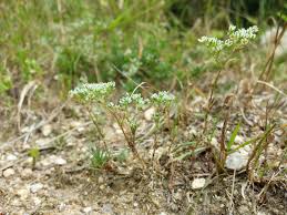 Attēlu rezultāti vaicājumam “Scleranthus perennis bud”