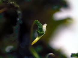 Attēlu rezultāti vaicājumam “Homomallium incurvatum sporophyte”