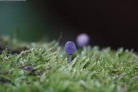 Attēlu rezultāti vaicājumam “Mycena pseudocorticola”