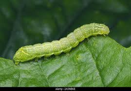 Attēlu rezultāti vaicājumam “Amphipyra pyramidea”