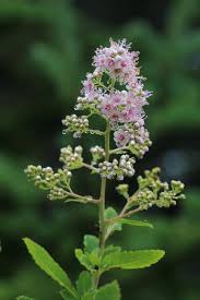 Attēlu rezultāti vaicājumam “Spiraea”