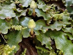 Attēlu rezultāti vaicājumam “Conocephalum salebrosum sporophyte”