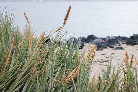Attēlu rezultāti vaicājumam “Schistidium robustum sporophyte”