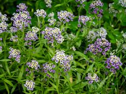 Image result for Alyssum diffusum