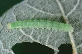 Attēlu rezultāti vaicājumam “Nycteola degenerana”