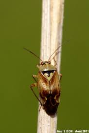 Attēlu rezultāti vaicājumam “Lygus pratensis imago”