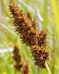 Attēlu rezultāti vaicājumam “Carex vulpina”