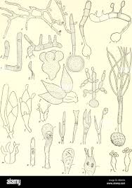 Attēlu rezultāti vaicājumam “Eocronartium muscicola”