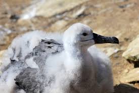 Image result for Thalassarche melanophris