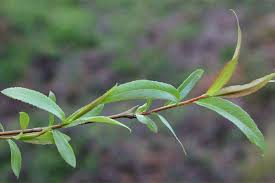 Attēlu rezultāti vaicājumam “Salix x fragilis”