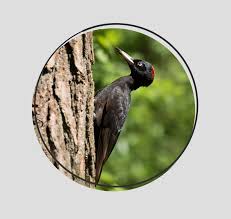 Attēlu rezultāti vaicājumam “Dryocopus martius nest”