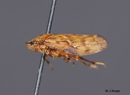 Attēlu rezultāti vaicājumam “Aphrophoridae”