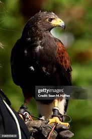 Image result for Wimbledon Hawks