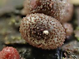 Attēlu rezultāti vaicājumam “Lycogala leopardinum macro”