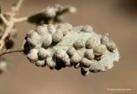 Attēlu rezultāti vaicājumam “Cystiphora sanguinea larva”