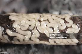 Attēlu rezultāti vaicājumam “Gordius aquaticus”