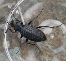 Attēlu rezultāti vaicājumam “Carabus granulatus”