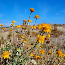 Image result for Färberkamille