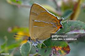 Attēlu rezultāti vaicājumam “Theclinae”