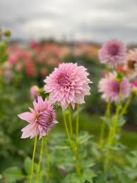 Image result for Kamille