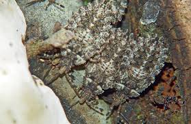 Attēlu rezultāti vaicājumam “Aradus betulae”