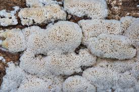 Attēlu rezultāti vaicājumam “Oxyporus”