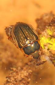 Attēlu rezultāti vaicājumam “Enochrus affinis”