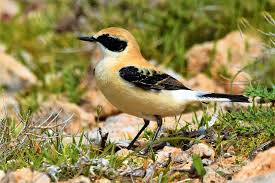 Image result for Oenanthe hispanica