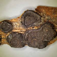 Attēlu rezultāti vaicājumam “Biscogniauxia marginata”