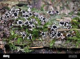 Attēlu rezultāti vaicājumam “Diderma radiatum macro”