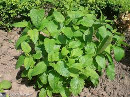 Image result for Melisse