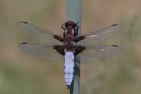 Attēlu rezultāti vaicājumam “Libellula depressa male”