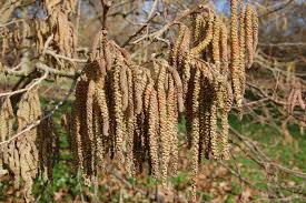 Attēlu rezultāti vaicājumam “Corylus colurna”
