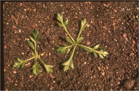 Attēlu rezultāti vaicājumam “Papaver argemone leaf”