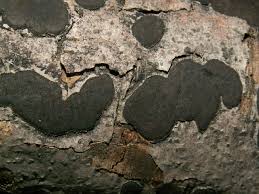 Attēlu rezultāti vaicājumam “Biscogniauxia granmoi”