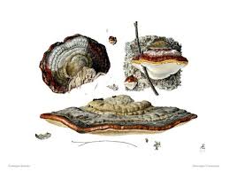 Attēlu rezultāti vaicājumam “Fomitopsis pinicola”