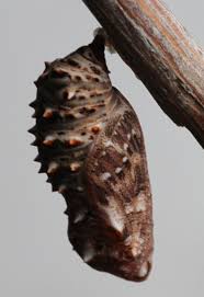 Attēlu rezultāti vaicājumam “Melitaea phoebe underside”