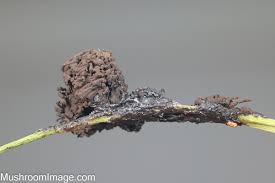 Attēlu rezultāti vaicājumam “Symphytocarpus trechisporus sessile”