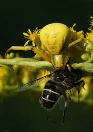 Image result for crab spider