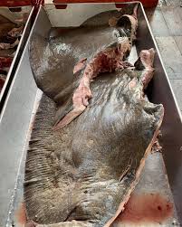 Image result for Rhinoptera brasiliensis