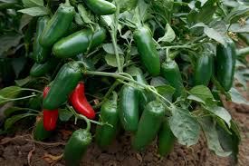 Afbeeldingsresultaat voor jalapeno early hot pepper