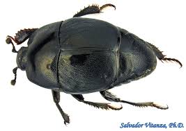 Attēlu rezultāti vaicājumam “Histeridae”