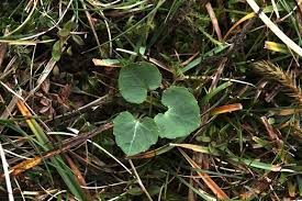 Attēlu rezultāti vaicājumam “Viola rupestris leaf”