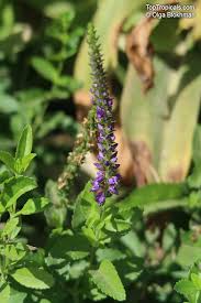Attēlu rezultāti vaicājumam “Veronica longifolia fruit”