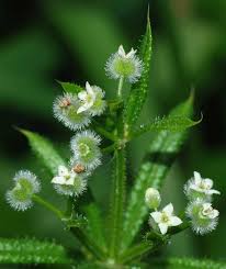 Attēlu rezultāti vaicājumam “Galium aparine fruit”