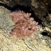 Attēlu rezultāti vaicājumam “Arcyria helvetica young”