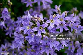Image result for Campanula patula